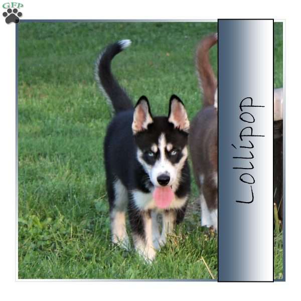 Lollipop, Siberian Husky Puppy